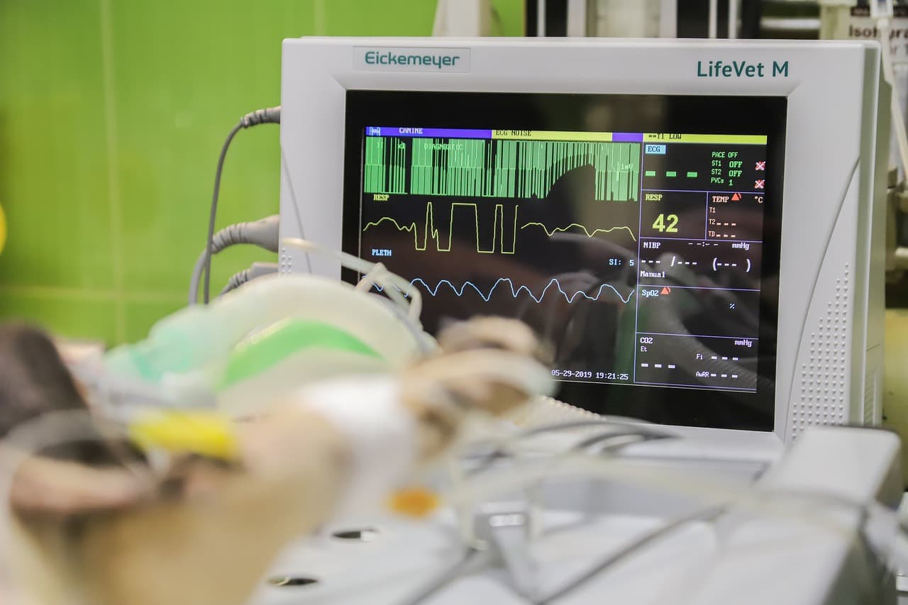 monitoring, life monitor, ekg, healthcare, heart, pulse, computer, technology, cardio, heartbeat, vet, veterinary, clinic, surgery, dog, cat, animal, operation, treatment, veterinarian, pet, nature, procedure